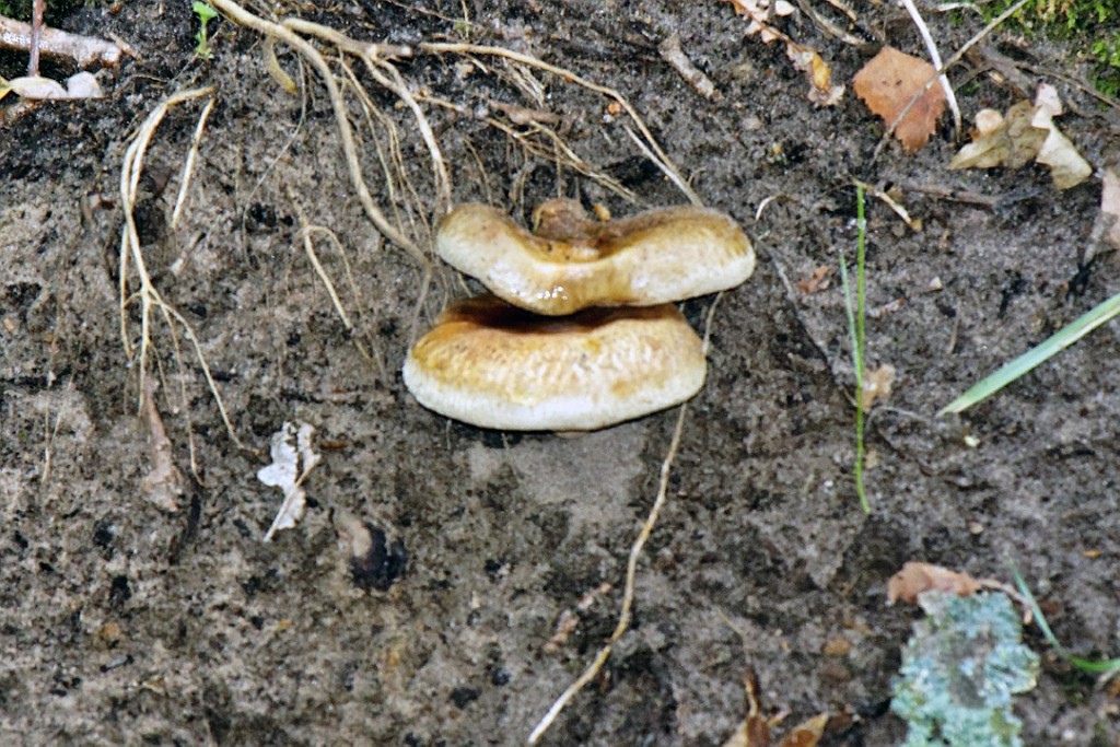 HeuZol (37).jpg